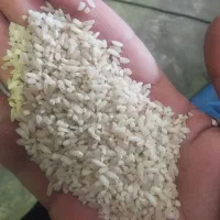 برنج عنبربو محلی آهودشت شرط خالص