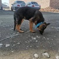 سگ ژرمن شپرد سه ماه و نیم