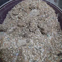 کود طوطی سان و قناری