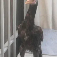 جوجه خروس لاری