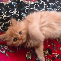 بچه گربه پرشین شناسنامه دار