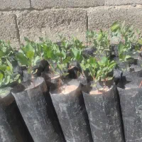 نهال پسته
