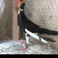 کبوتر کاریر