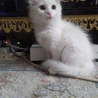 گربه پرشین دوماهه|گربه|مراغه, |دیوار