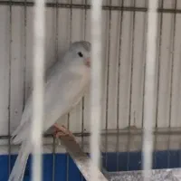 سلام قناری سالم سرحال قیمت توافقی|پرنده|خمینی‌شهر, |دیوار