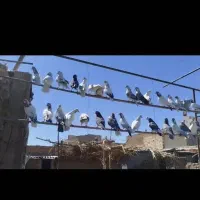 کبوتر پرشی ضمانتی