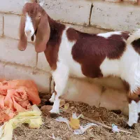 جفت‌کره‌ماده‌لنگ‌جمل‌|حیوانات مزرعه|هیرمند, |دیوار