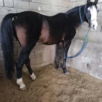 اسب۶سال هلشه و یخته ۶سال اخترمه|اسب و تجهیزات اسبسواری|سردشت, |دیوار