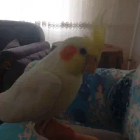 عروس هلندی 6 ماهه