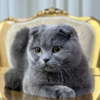 گربه اسکاتیش فولد بلو