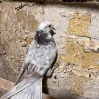 نر قلکار شب گیری