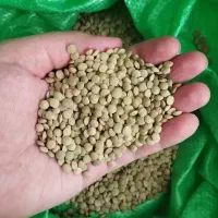 عدس ، عسل، گردو|خوردنی و آشامیدنی|رشت, کوی غلام نیا|دیوار