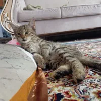 واگذاری گربه خانگی