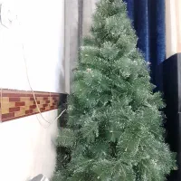 درخت کاج بزرگ