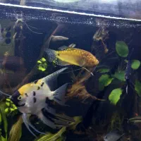 ماهی|ماهی|آستانه اشرفیه, |دیوار