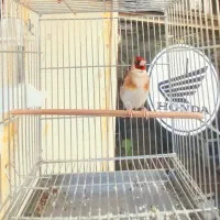 سهرنررسمی بخون مس