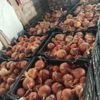 بذری پیاز زرد فلات . امسال