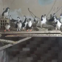 فروش  ۱۷ تا خوش رنگ
