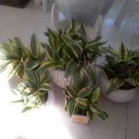 گل سانسوریای ابلق|گل و گیاه طبیعی|سنگر, |دیوار