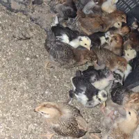 دستگاه جوجه کشی هدایت ۱۲۶ تایی|لوازم جانبی حیوانات|ساری, |دیوار