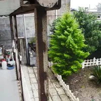 درخت کاج لاسون سه اصله سه متری