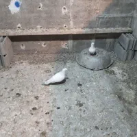 کبوتر مامی کرمانی و سار سیاه|پرنده|طبس, |دیوار