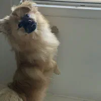 سگ پامر اشپیتز