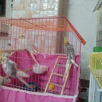 عروس هلندی های دو و نیم ماهه و سه ماهه