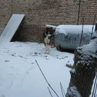 سگ سرابی|سگ|ارومیه, |دیوار