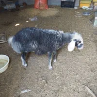 بره قربانی