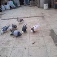 ۶تا کبوتر پرشی نر