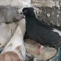 کبوتر دمسفید