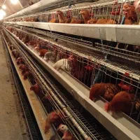 فروش مرغ محلی