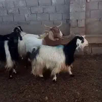 شیر بز درجه ۱