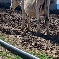 خر نر|حیوانات مزرعه|کوهدشت, |دیوار