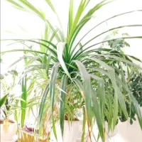 گل پاندانوس