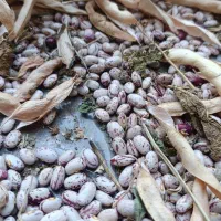 لوبیا چیتی بذری