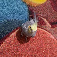 عروس هلندی نر اماده