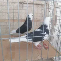 کبوترکشکلک وسروک پرشی و(محل بازدیدبلواراستقلال)