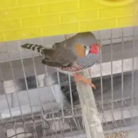 پرنده مرغ عشق و فنچ