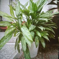 گل طبیعی|گل و گیاه طبیعی|فردیس, نسترن شرقی|دیوار