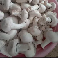 قارچ کیلو 140