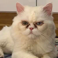 فروش گربه خونگی