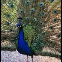 طاووس مسری یک جفت