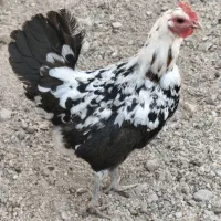 مرغ گلین