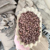 فروش انواع دان قهوه با قیمت و کیفیت مناسب شما