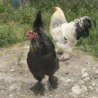 ۱۰ تخم برهما بلک لایت نژادی خاص و تک