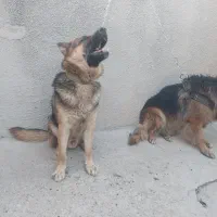 سگ ژرمن ورک و ژرمن موکوتاه