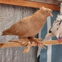 کبوتر راعبی زینتی