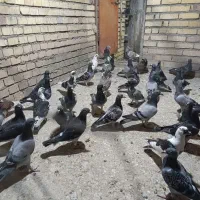 کفتر پلاکی